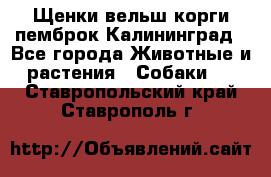 Щенки вельш корги пемброк Калининград - Все города Животные и растения » Собаки   . Ставропольский край,Ставрополь г.